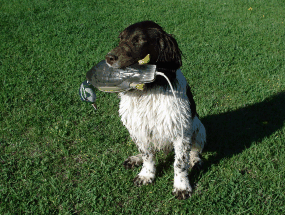 Apollo retrieving a decoy at 6 months old.