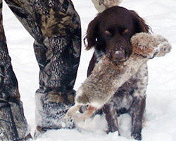 Small Munsterlander retrieving a rabbit for his hunter.