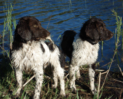 Two one-year-old Small Munsterlander dogs from Von Der Linde Kennels A-litter.