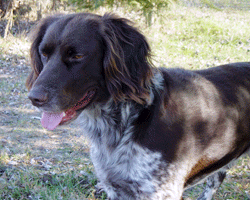 Odin from Von Der Linde Kennels is the sire of both A-litter and B-litter.